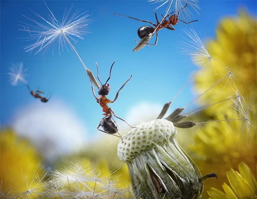 攝影師鏡頭里動物世界觀賞《螞蟻的童話生活》_圖1-23