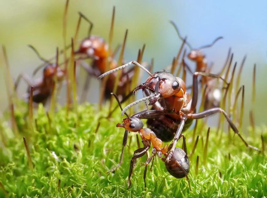 攝影師鏡頭里動物世界觀賞《螞蟻的童話生活》_圖1-21