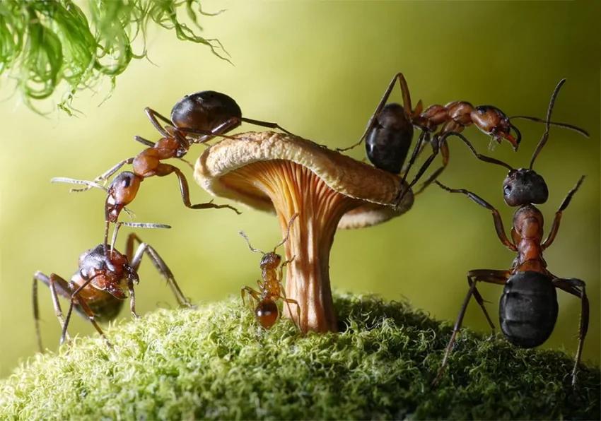 攝影師鏡頭里動物世界觀賞《螞蟻的童話生活》_圖1-24