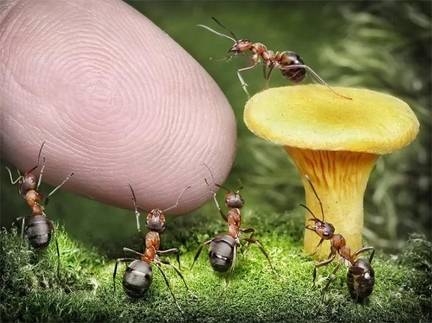 攝影師鏡頭里動物世界觀賞《螞蟻的童話生活》_圖1-25