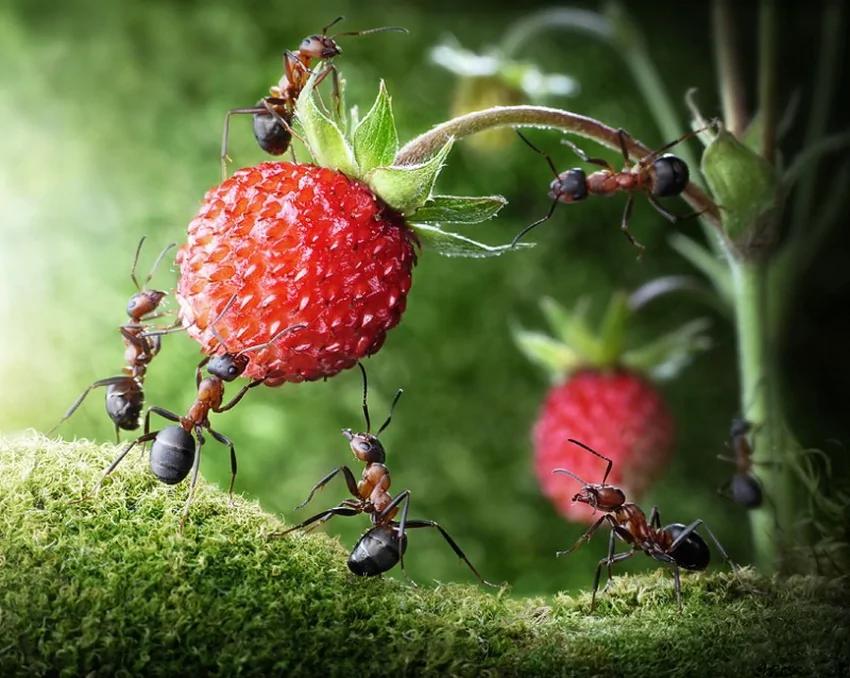 攝影師鏡頭里動物世界觀賞《螞蟻的童話生活》_圖1-28
