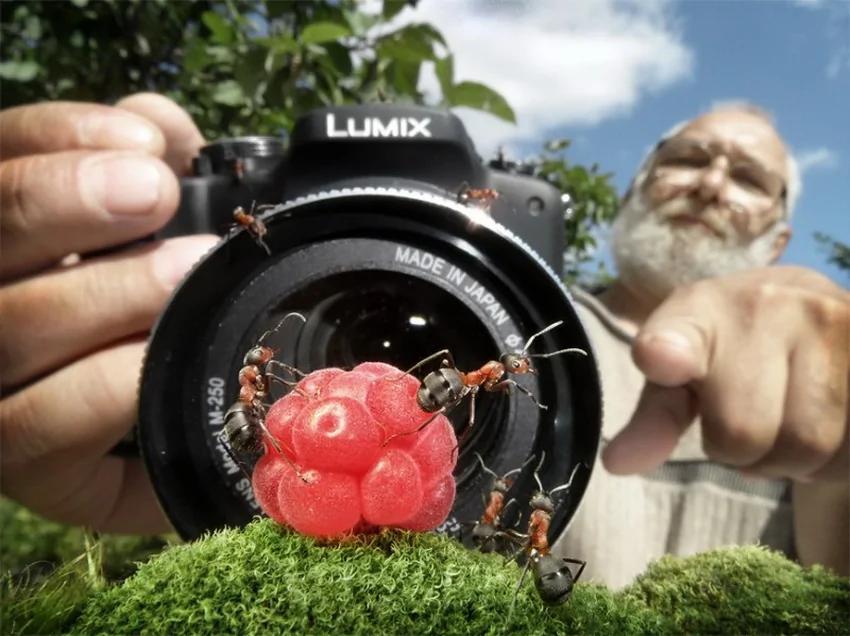 攝影師鏡頭里動物世界觀賞《螞蟻的童話生活》_圖1-27
