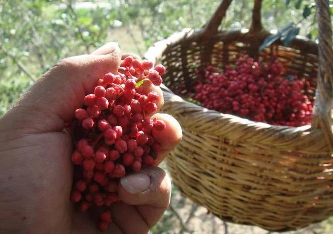 花椒對身體有什麼好處?6個功效顯而易金 別錯過了! 3 20190428055551316