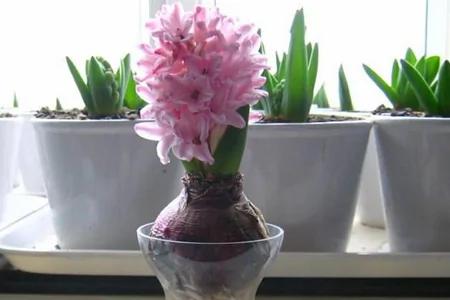 水養的花有哪些 3 20200402040337529