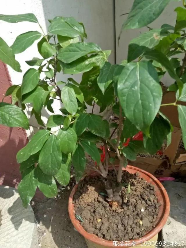 10种耐寒花 提前开始养 过冬无压力
