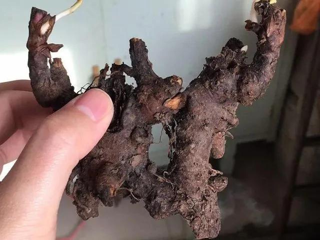 10种耐寒花 提前开始养 过冬无压力