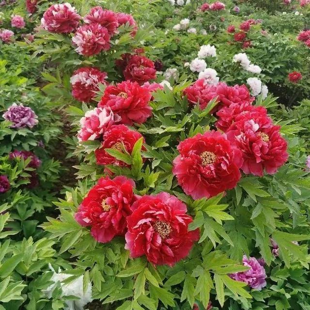 10种耐寒花 提前开始养 过冬无压力