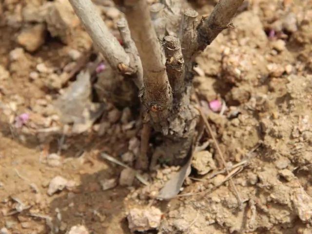 10种耐寒花 提前开始养 过冬无压力