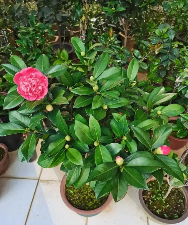 10种耐寒花 提前开始养 过冬无压力