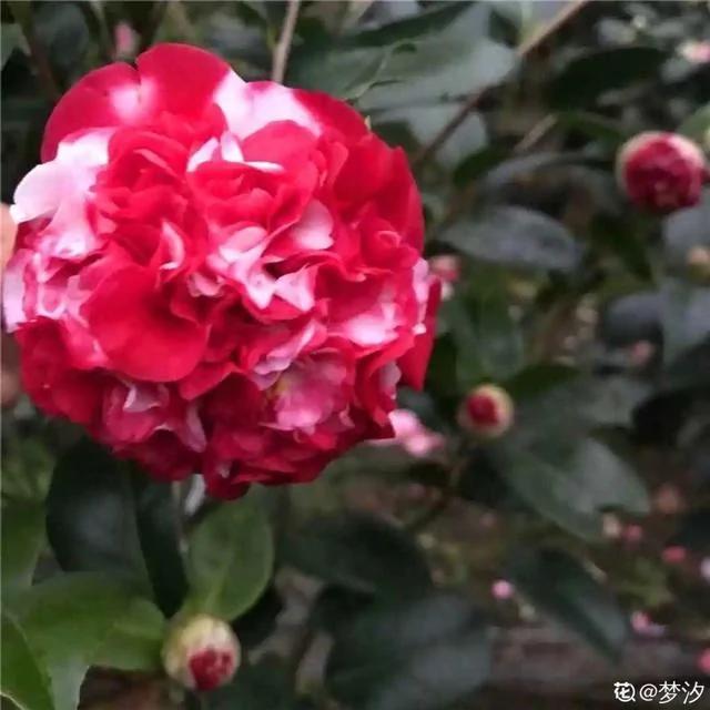 10种耐寒花 提前开始养 过冬无压力