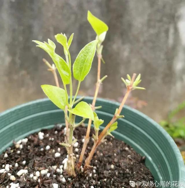 10种耐寒花 提前开始养 过冬无压力