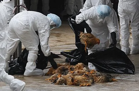 2011年12月21號，香港健康工作人員在一個批發市場宰殺雞。