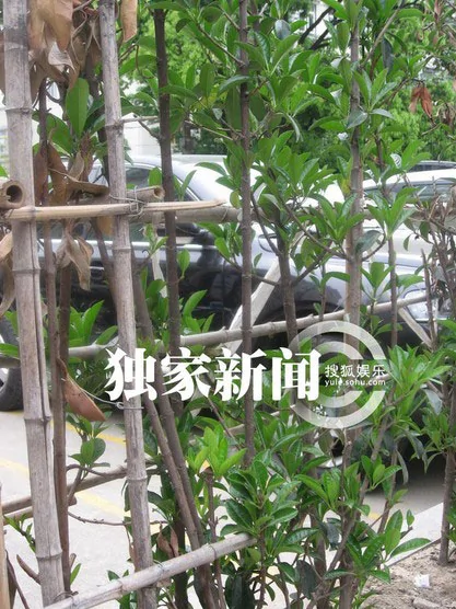 鄧超孫儷確認在上海舉辦婚宴 溫馨婚房曝光(組圖)
