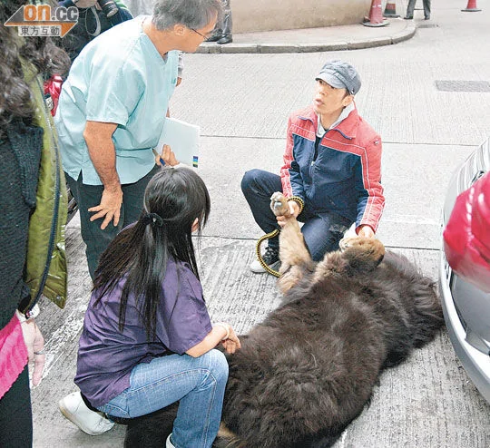 “宝帝”身形巨大，兽医（左）和护士只好到诊所外的地上为它看病。