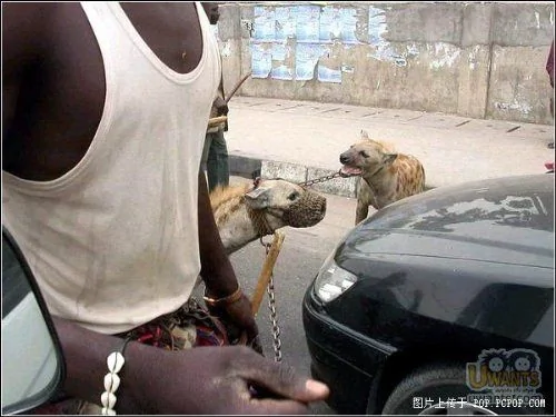 中国人在街上遛狗,看看非洲人牵啥上街?