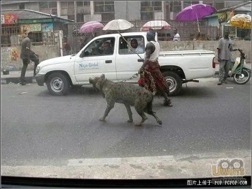 中國人在街上遛狗,看看非洲人牽啥上街?