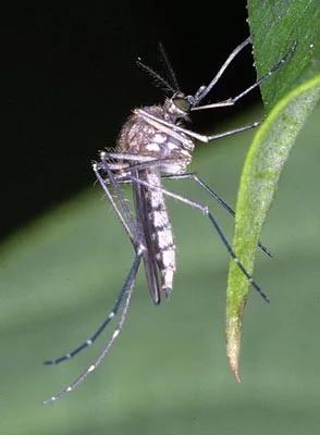 为什么蚊子老咬你，难道你血比较好喝吗？？