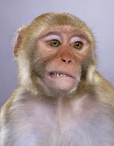 攝影絕片--牛人把猴子拍得像人（組圖）