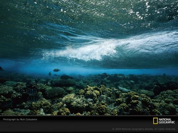 國家地理，水下攝影：新的美麗的海底世界 