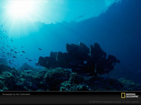 國家地理，水下攝影：新的美麗的海底世界 