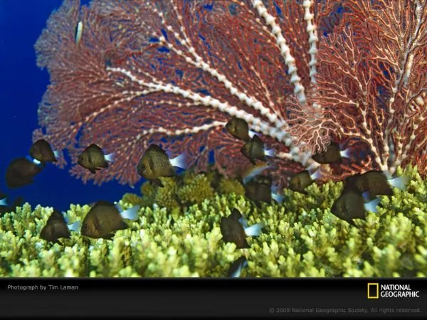 国家地理，水下摄影：新的美丽的海底世界 