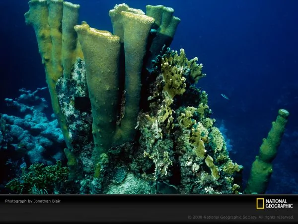 国家地理，水下摄影：新的美丽的海底世界 