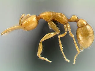 2008-09-16-Science-Ants