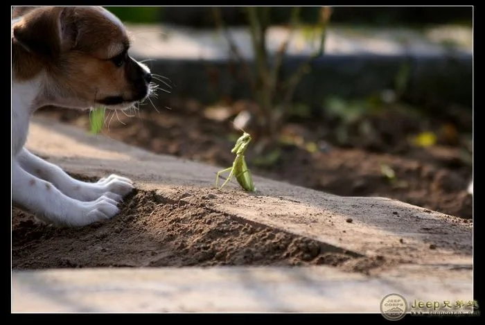 实拍：一只狗与螳螂的战争（组图）