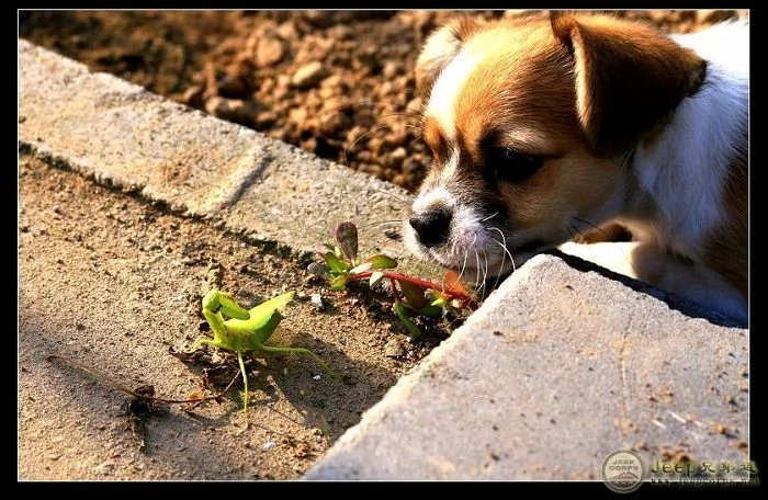 实拍：一只狗与螳螂的战争（组图）