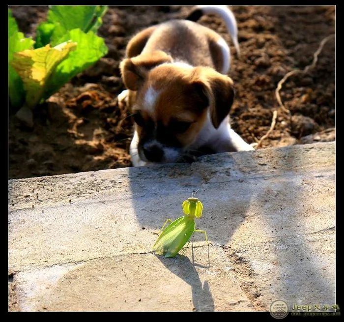 實拍：一隻狗與螳螂的戰爭（組圖）