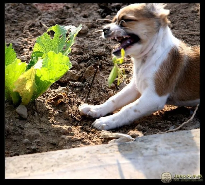 實拍：一隻狗與螳螂的戰爭（組圖）