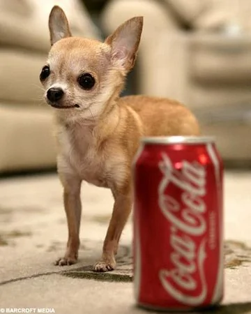 世界上最小的狗狗 打破健力士世界紀錄 