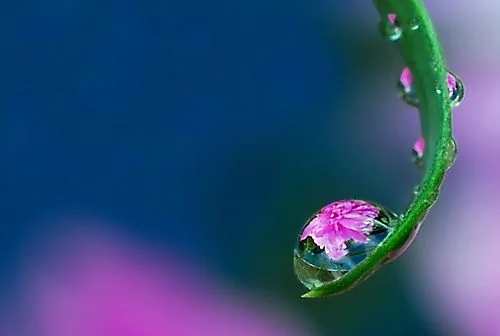 摄影：美丽的水珠美丽的花