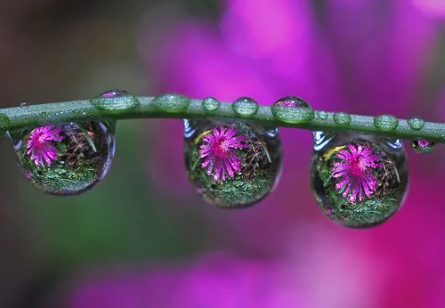 摄影：美丽的水珠美丽的花