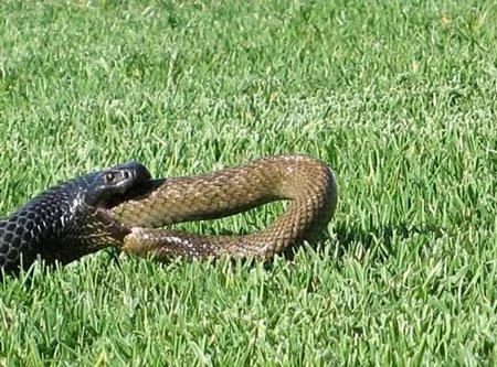難得一見:澳大利亞毒蛇被蛇吞上演勝利大逃亡（組圖）