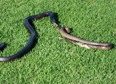 难得一见:澳大利亚毒蛇被蛇吞上演胜利大逃亡（组图）