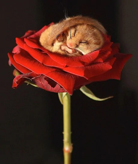 摄影师拍下英国榛睡鼠在玫瑰花瓣中酣睡（图）