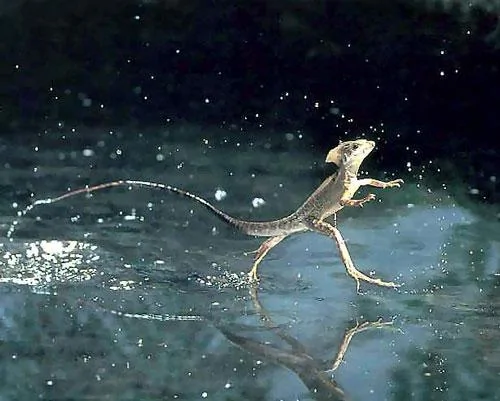 动物九种运动绝技：神奇蜥蜴会水上飘(图)
