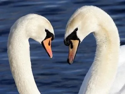 2009-02-13-Life-swans400x452