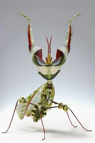 十种令人恐怖的昆虫：魔花螳螂外表艳丽(图)
