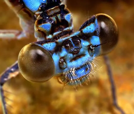 十種令人恐怖的昆蟲：魔花螳螂外表艷麗(圖)