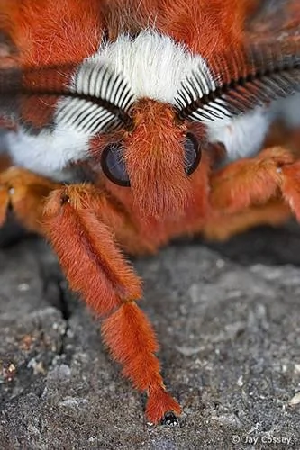 十種令人恐怖的昆蟲：魔花螳螂外表艷麗(圖)