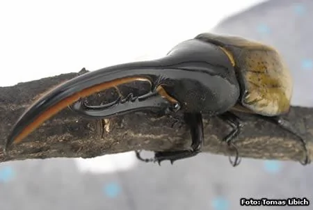 十种令人恐怖的昆虫：豹蛾