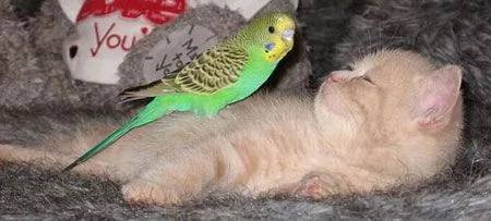 親睹：相思鸚鵡大膽戲耍酣睡小貓