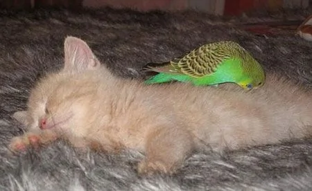 亲睹：相思鹦鹉大胆戏耍酣睡小猫