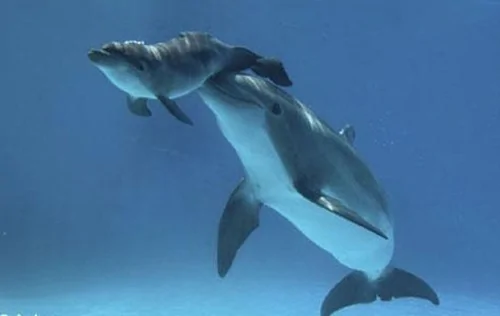 海豚是这样出生的