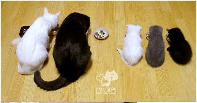 白猫 + 黑猫会生下什么颜色的小猫