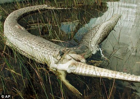 佛羅里達上演蟒蛇吞食鱷魚大戰(組圖)