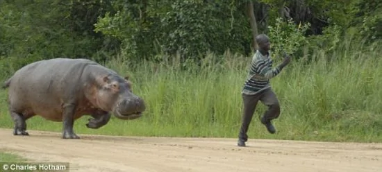 乌干达国家公园河马发怒 游客拍管理员被追照片
