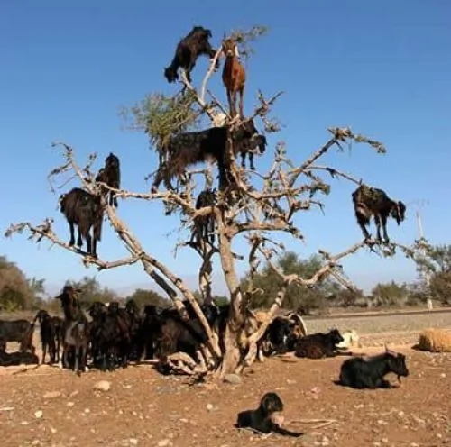 世界7大难以置信的自然现象 谁说羊不能上树？